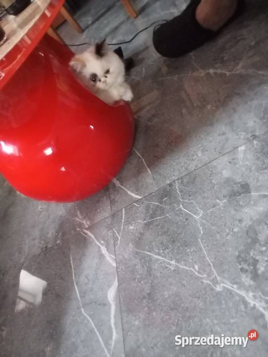 Kotka pers Perski Perski Prabuty