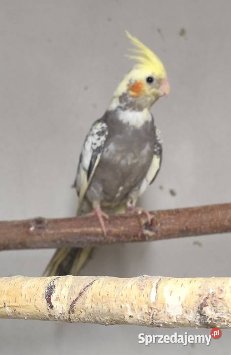 Papugi nimfy i faliste małopolskie Borusowa