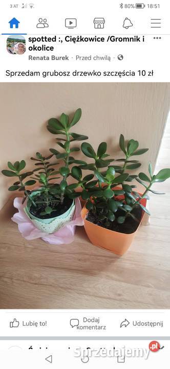 Grubosz drzewko szczęścia