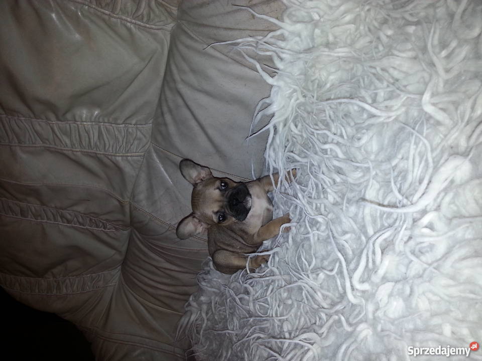 buldog francuski wielkopolskie