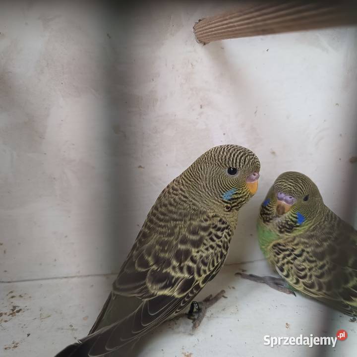 Falista Black face Ptaki Zbylitowska Góra sprzedam