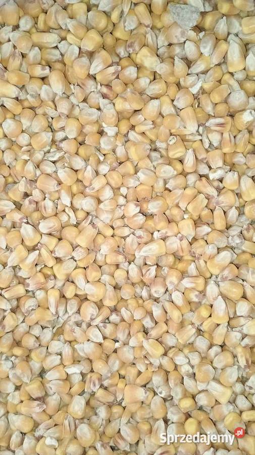 Kukurydza cała mielona Zboża śląskie Mierzęcice