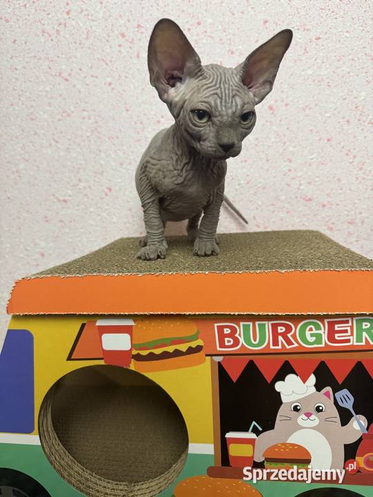 Sfinks niebieska kotka Zabrze