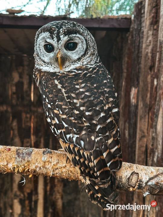 Sowa Puszczyk Jarzębaty Strix Chacoensis 25 śląskie Marklowice Górne