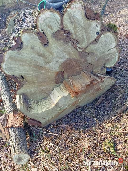 Drewno akacja Głubczyce