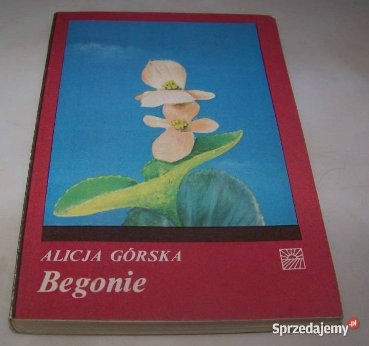Begonie Górska js Osięciny sprzedam