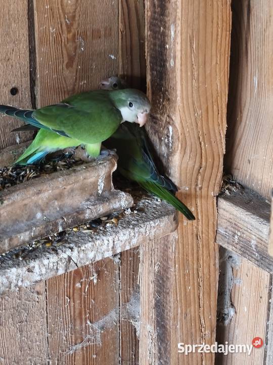 Sprzedam mnichy lubelskie Bokinka Pańska