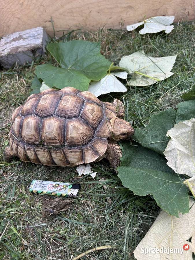 Zółw pustynny żółw lądowy centrochelys sulcata Miechów