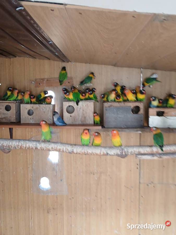 Fiszery dorosłe sprzedam