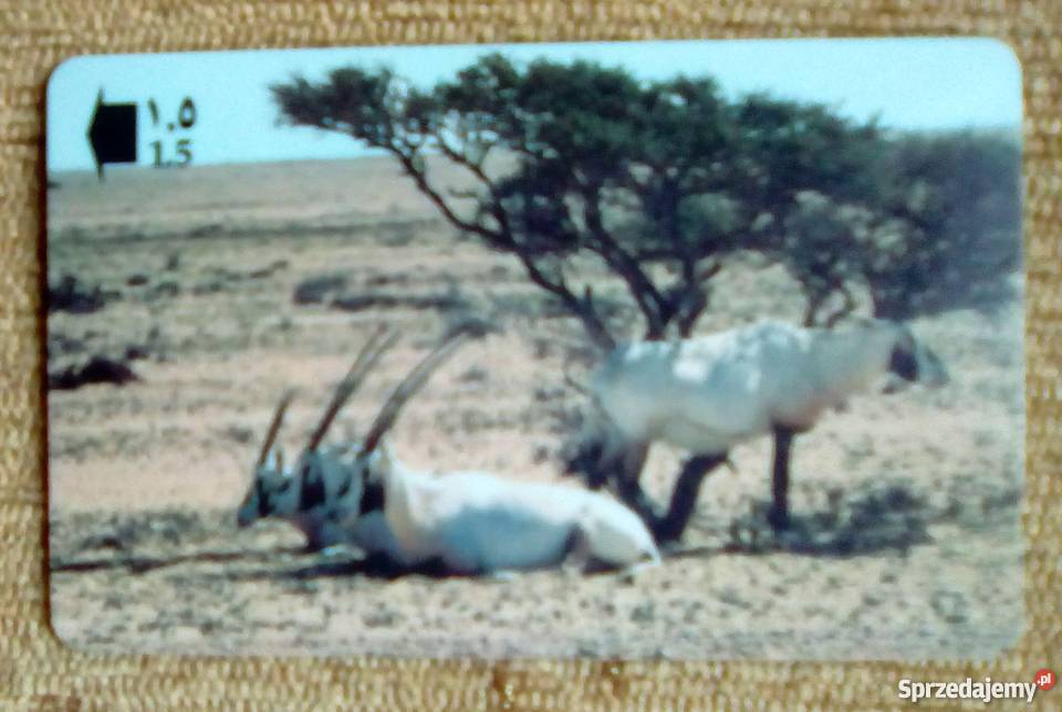 ORYKS ARABSKI Piszczac