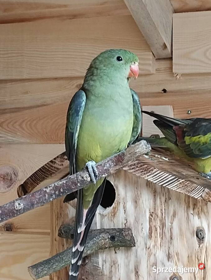 papuga górska berg samica z 24r Sarnaki