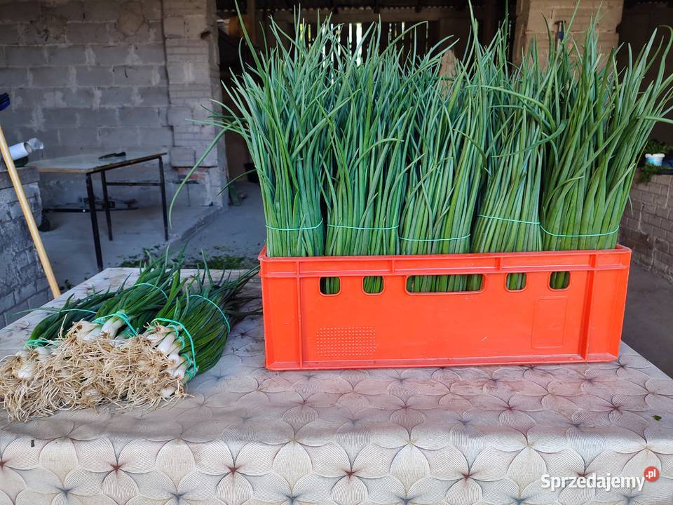 Cebula szczypiorowa duże ilości pod zamówienie sprzedam