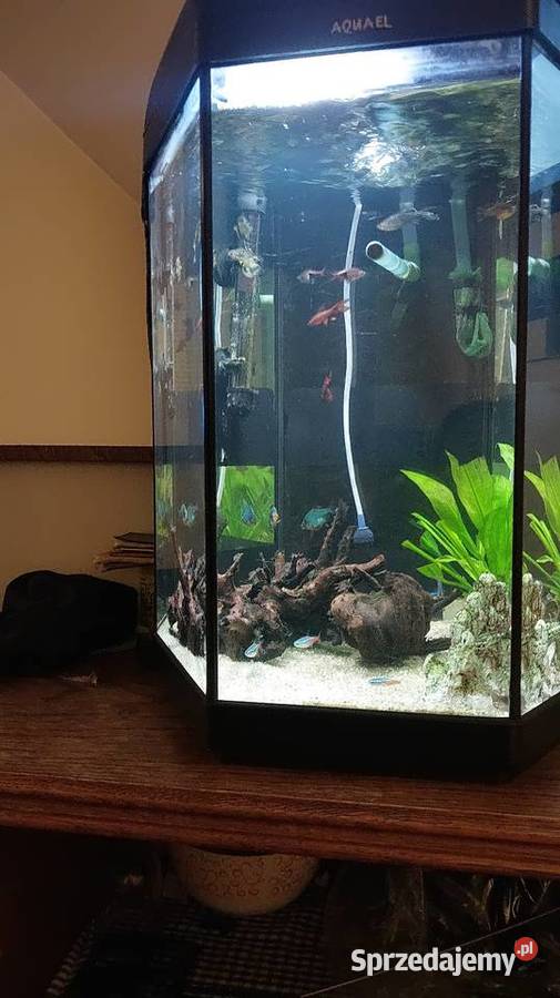 Akwarium 60 l oświetlenie napowietrzacz Mszana Dolna