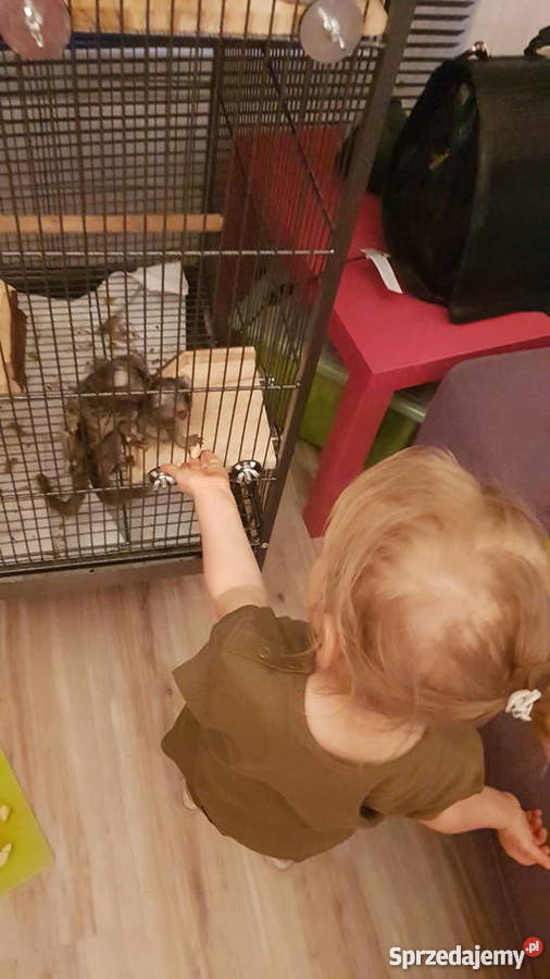 Sprzedam małpki dwie marmozety akcesoria Pozostałe Warszawa