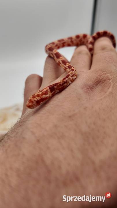 Wąż zbożowy samiczka Amel 50 Stripe 66 Anery Olsztyn