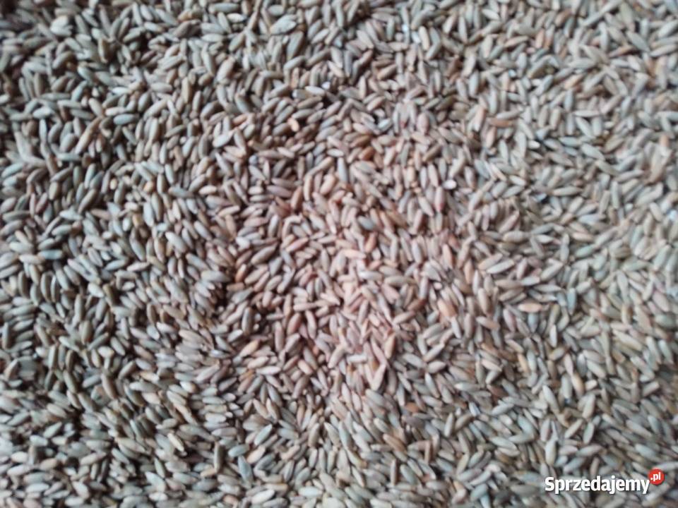 Sprzedam żyto Nienadówka