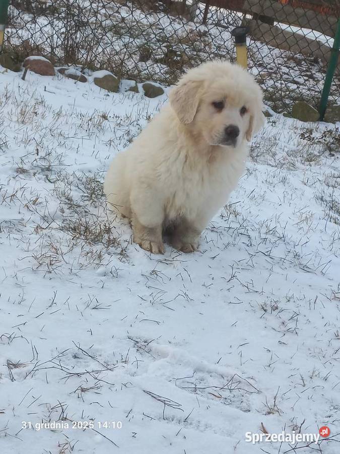 Owczarek podhalański lubelskie