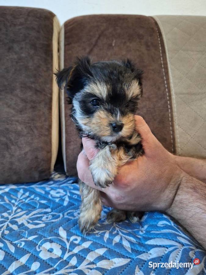 Yorkshire terrier piesek o sunia mazowieckie Warszawa