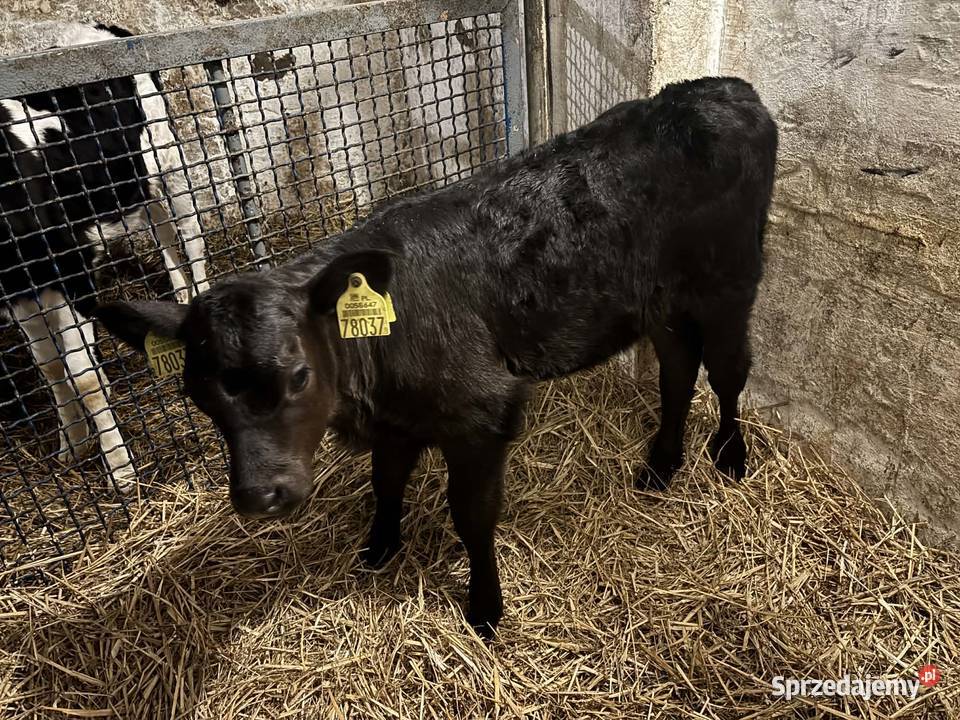 Sprzedam jałoszkę LM Łyszkowice