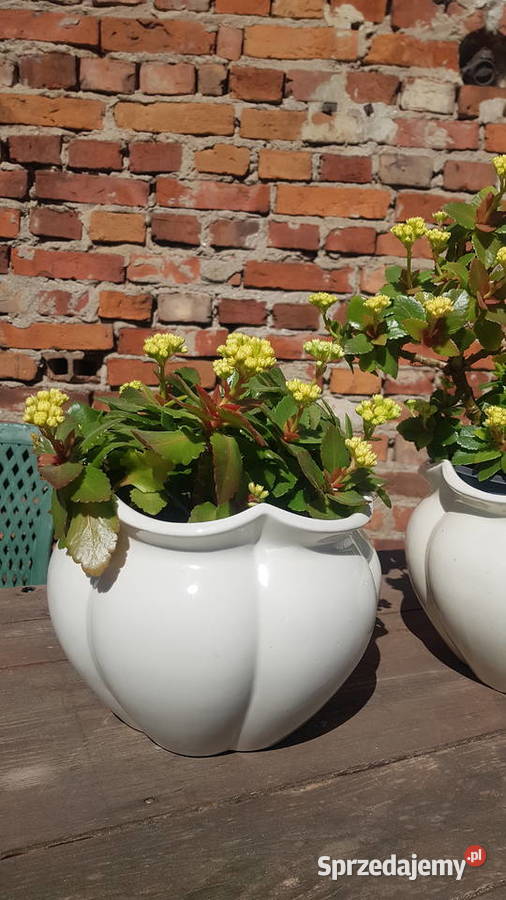 kwiaty Kalanchoe z osłonkami Białogard