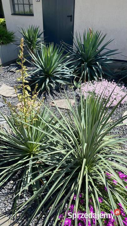 Yucca mrozoodporna juka tworząca pień hybrydy Chrzanów