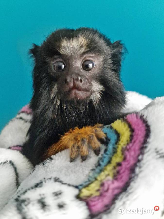 Małpka małpa tamaryna zlotoreka