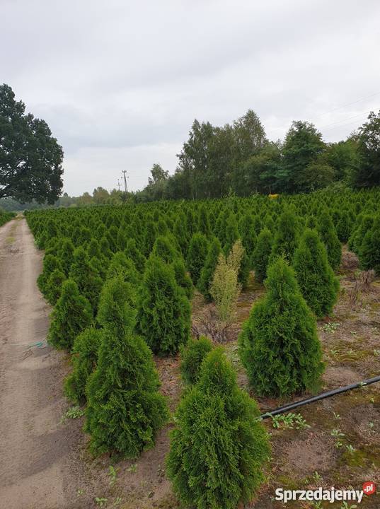 Tuja Smaragd Szmaragd 120 PROMOCJA gruba gęsta