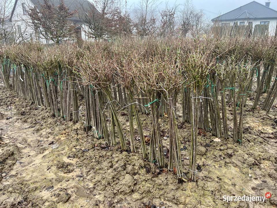 Agrest i porzeczka ceny Janowice