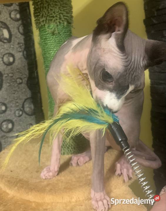 Sfinks Kanadyjski Do odbioru koteczką Rodowód