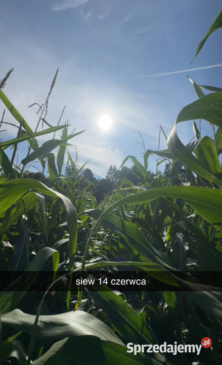 Usługa siewu kukurydzy Lidzbark Warmiński