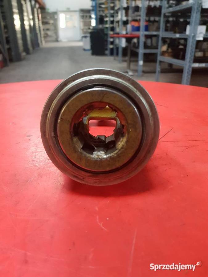 Widłak przegubu szerokokątnego lubuskie Sulechów