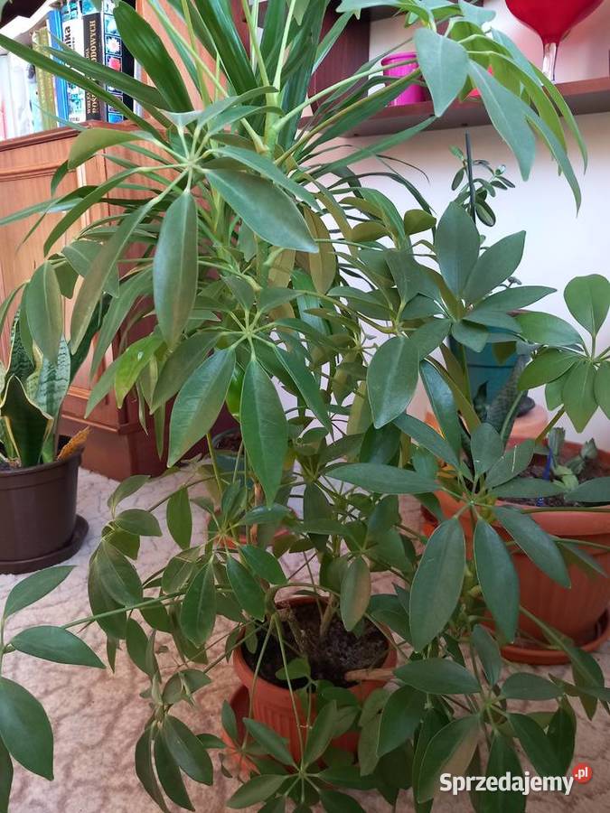 Sansewiera ciekawa okazała roślina zielony Sosnowiec