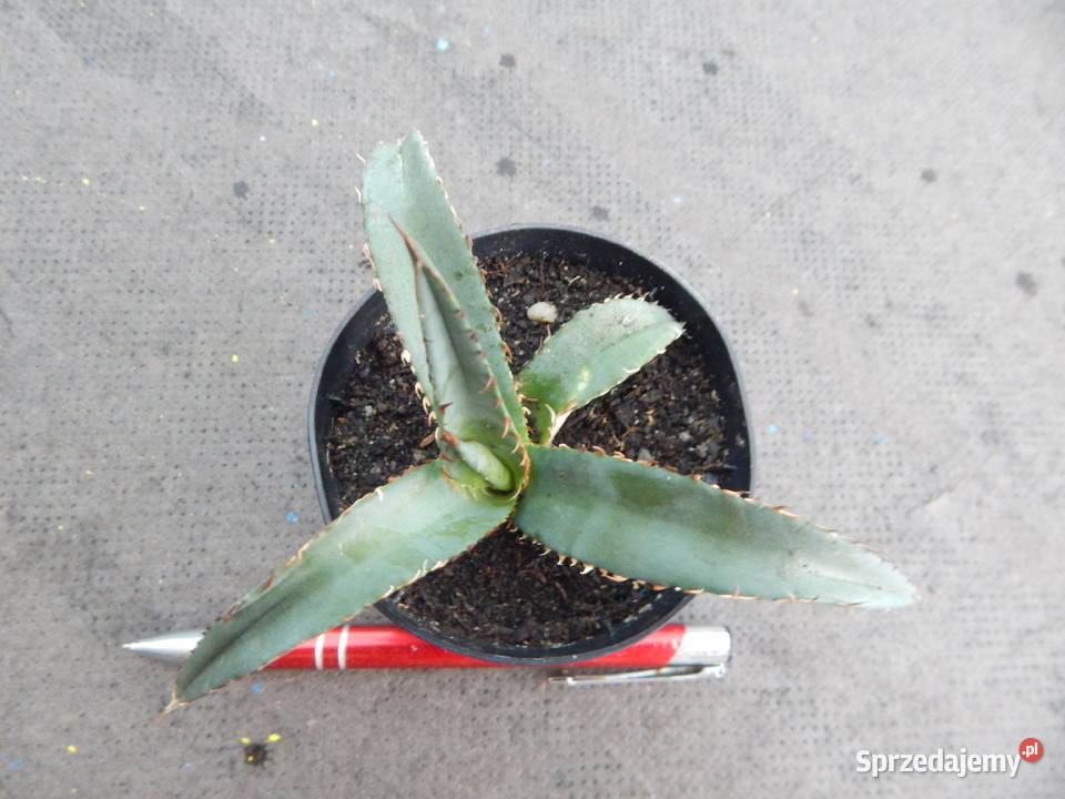 Unikatowa agawa kolekcjonerska agave Dom i Ogród