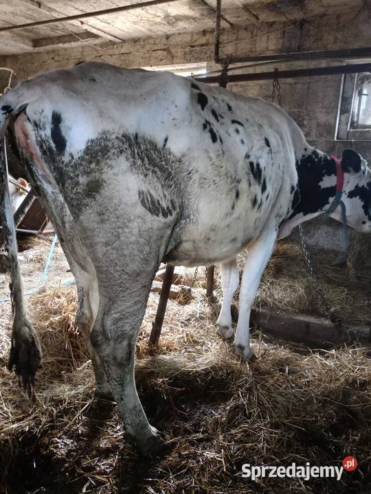 Sprzedam krowę na ocieleniu Ostrołęka