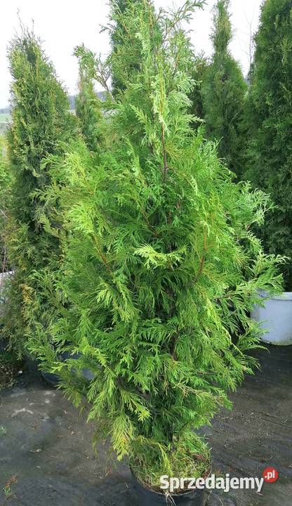 Tuja Zebrina 145 165 W doniczce thuje Siewierz