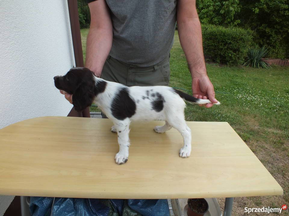 Płochacz Niemiecki Wachtelhund z metryką ZKwP Bełchatów