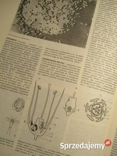 Encyklopedia pszczelarska 1989 pszczelarstwo
