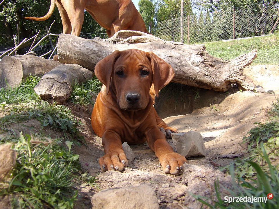 Szkolenie Szczenięta Rhodesian Ridgeback ZKwPFCI