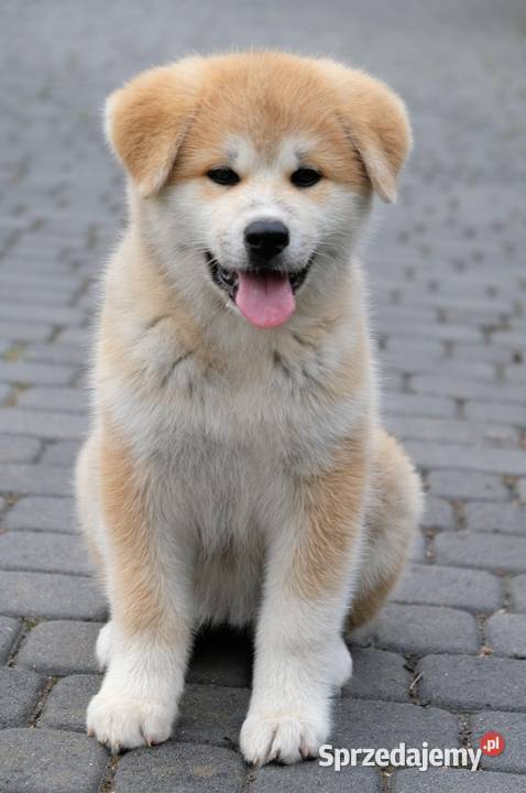Akita Inu akita japońska szczeniaki zkwp FCI Zwierzęta Częstochowa