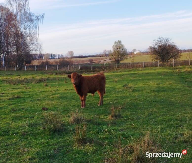 Odsadki mięsne matek byczki jałówki warmińsko-mazurskie