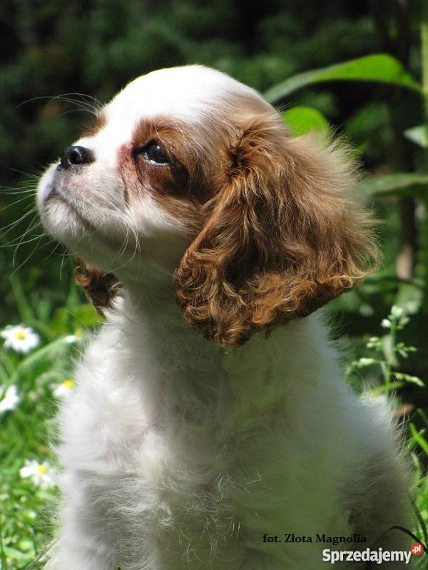 Cavalier King Charles Spaniel z rodowodem Katowice