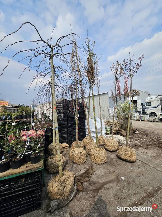 magnolie Skawina sprzedam