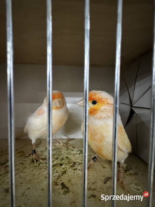 Kanarki Samce 2025 Cianowice