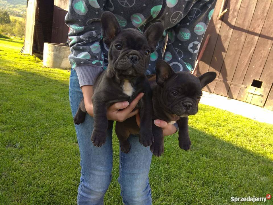 Buldożki francuskie Buldog francuski Buldog sprzedam