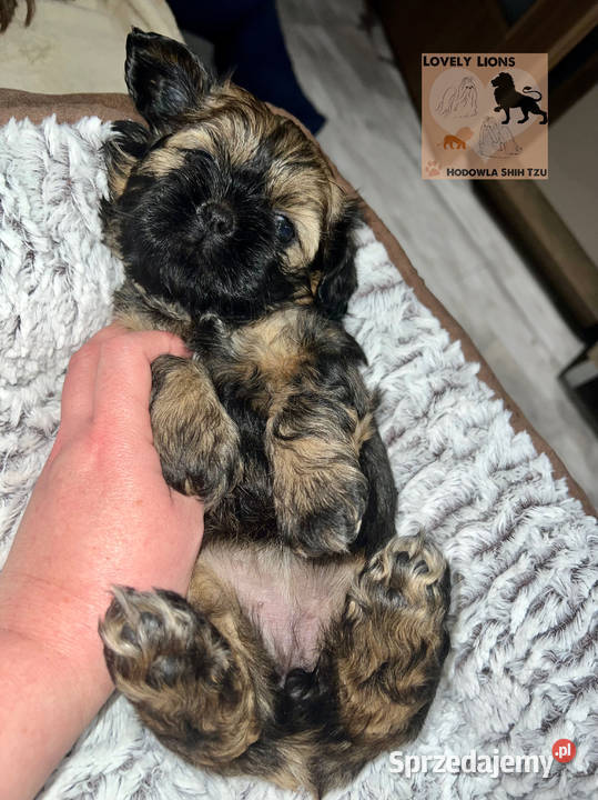 Cudowne maluchy shihtzu Piekary Śląskie sprzedam