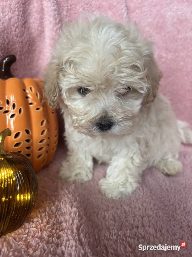 Maltipoo piesek F1 biszkoptowy Częstochowa sprzedam