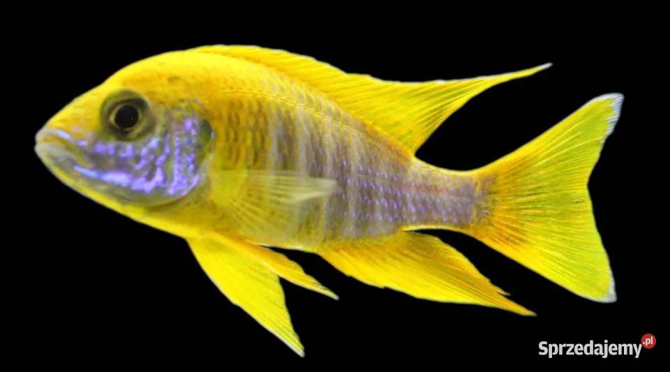 Aulonocara jacobfreibergi MAMELELA LEMON JAKE pomorskie Gdańsk sprzedam