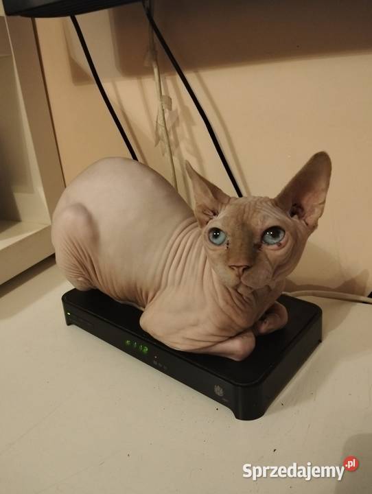 Kot sfinks kanadyjski reproduktor Warszawa