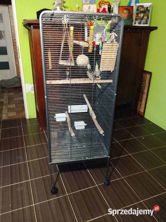 Papugi nimfy z klatka Brzeźno sprzedam