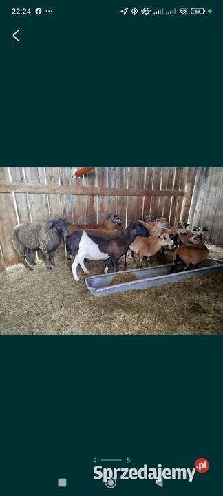 Owce kameruńskie Fanisławiczki